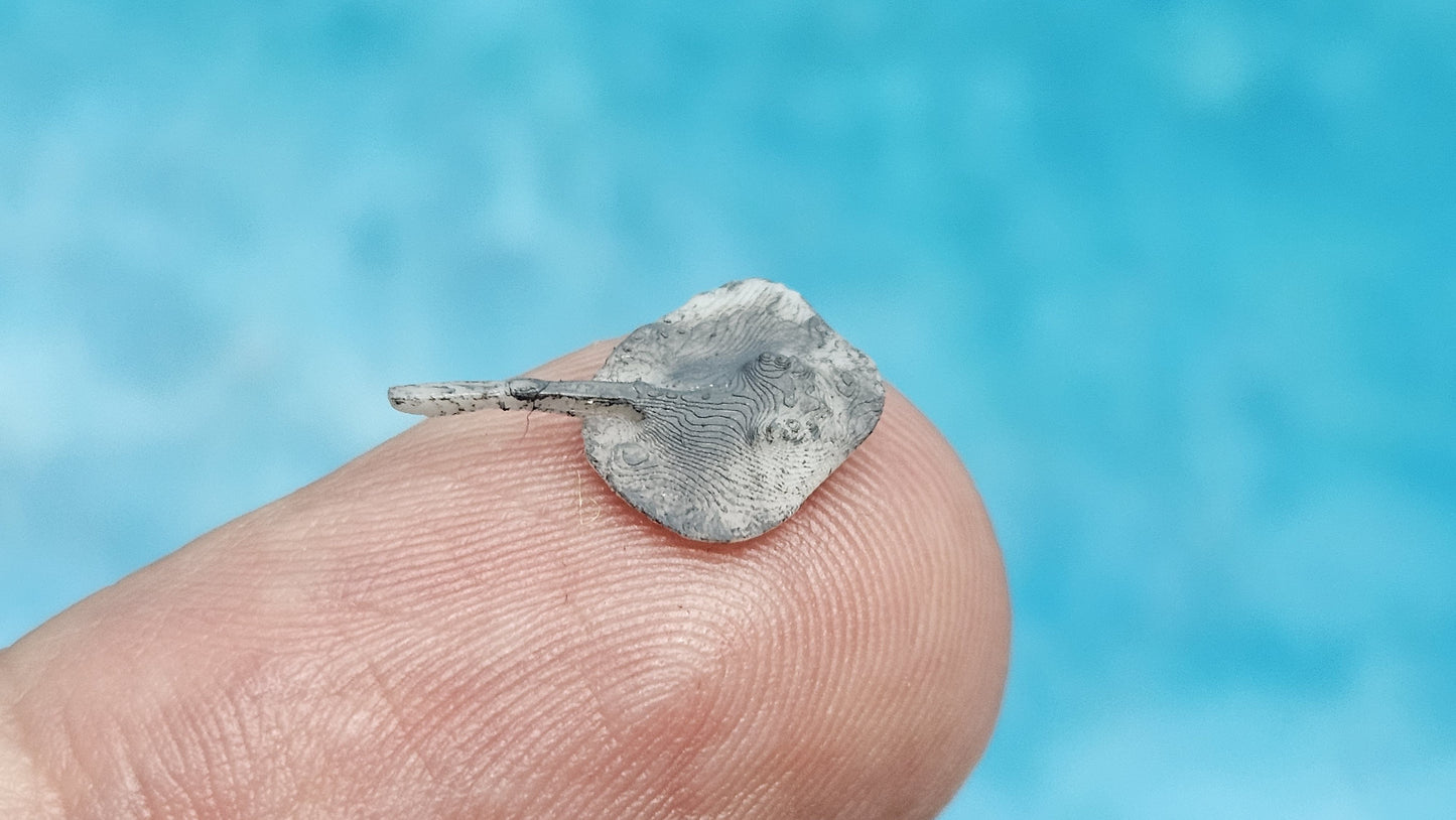 3x Stachelrochen Fisch Tier Wasser Meer