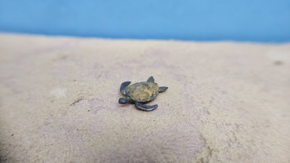 Meeresschildkröte aus Resin - bemalt oder unbemalt